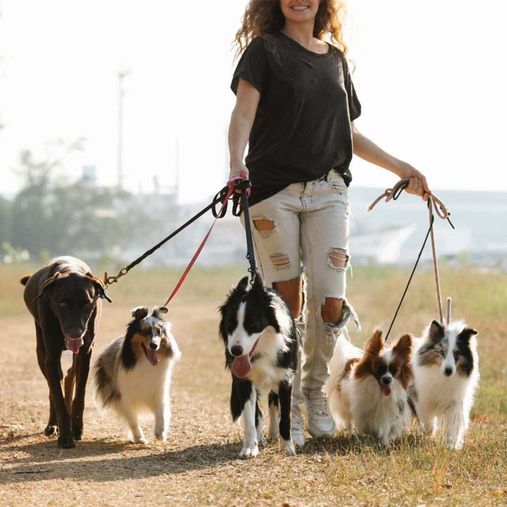 Dog Walking